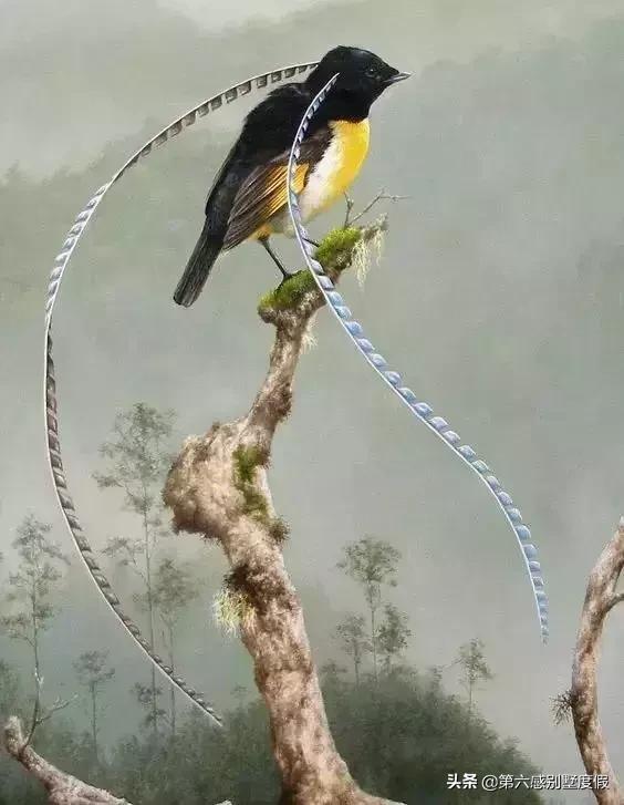 小s徐熙娣最新广告,小s徐熙娣走秀头发遮脸