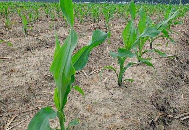 玉米苗期长势大小不一，刚出苗和5叶期同时存在，如何喷施除草剂