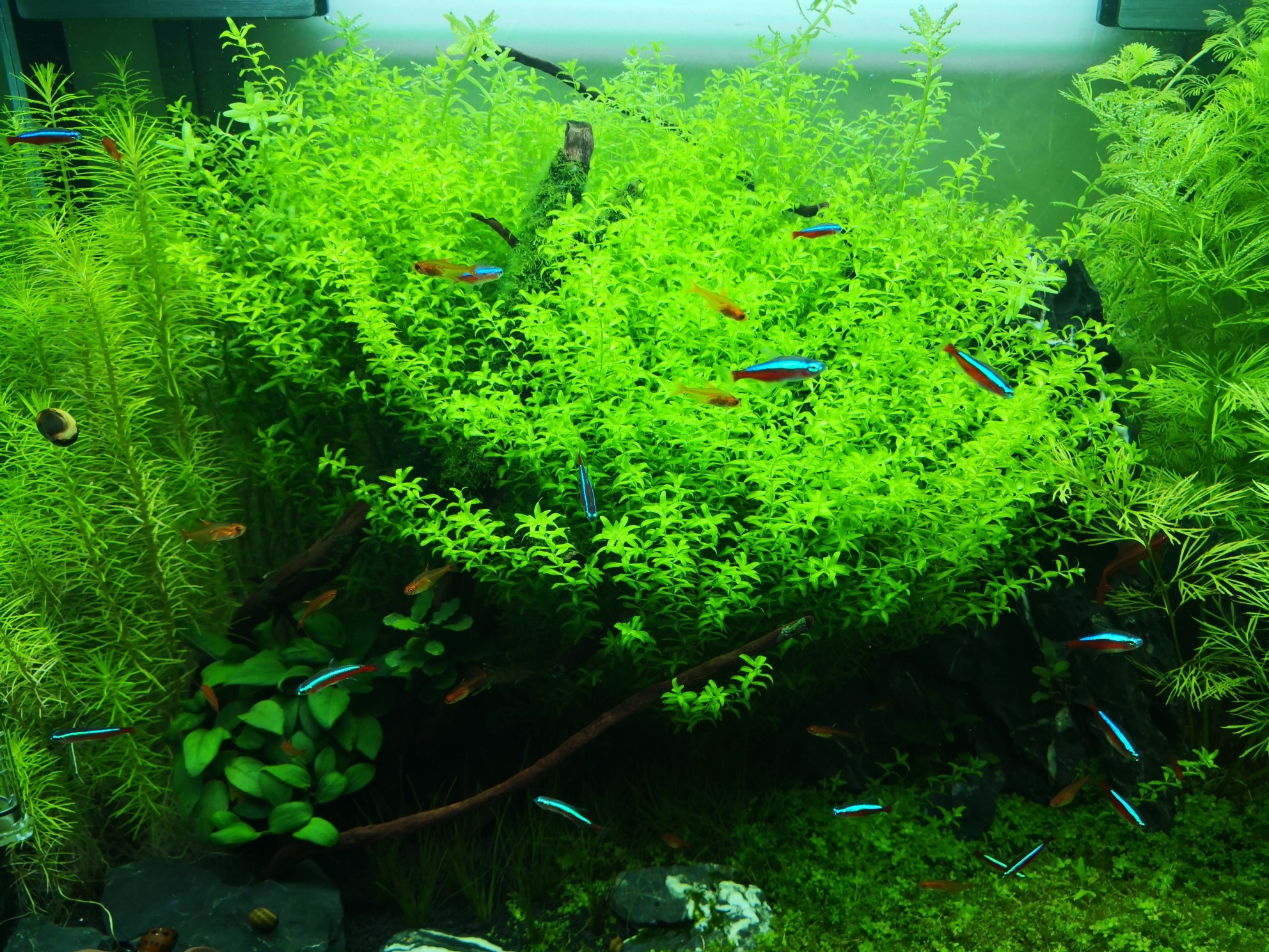 怎样养水草入门,怎样养水草才能养得好