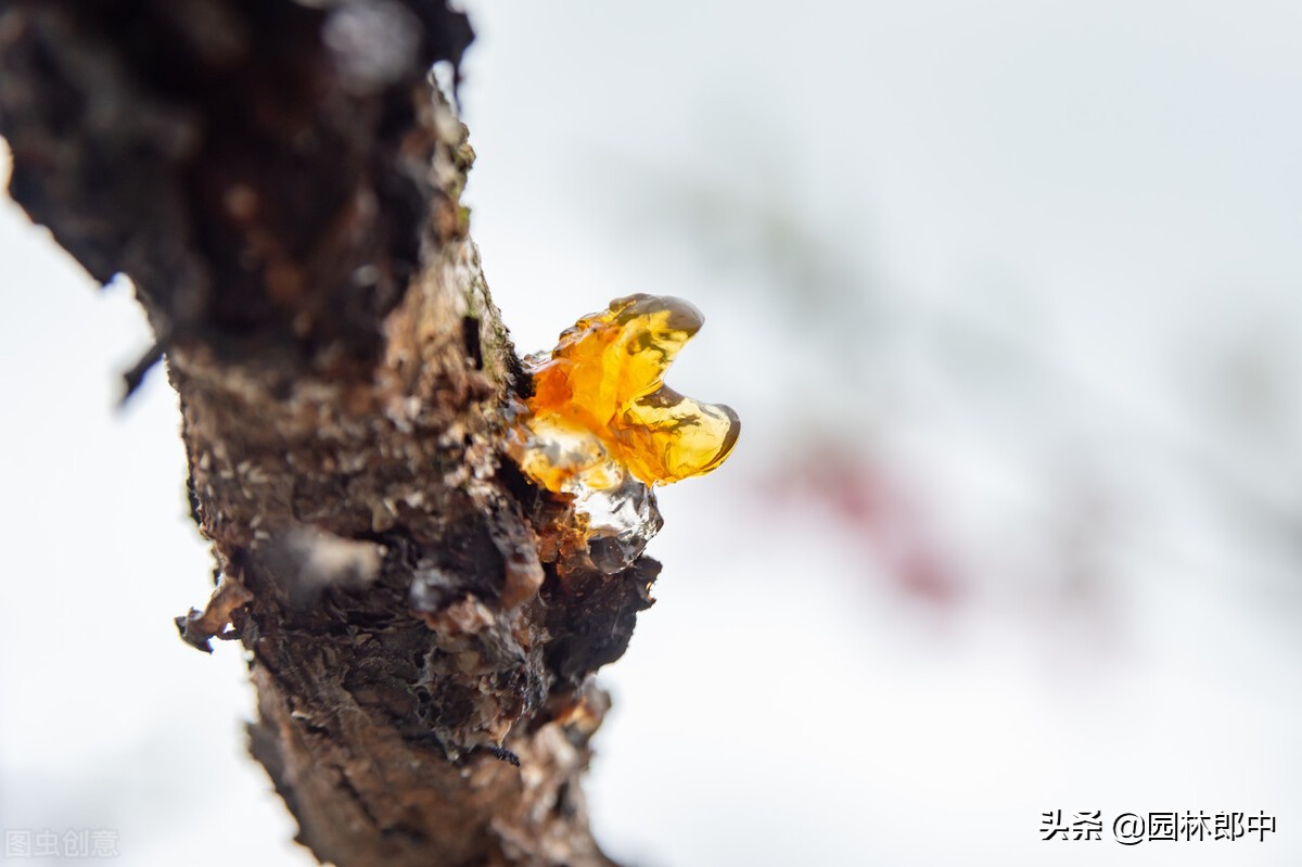苗木冻伤了怎么补救,苗木霜冻了怎么补救