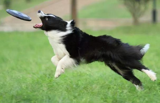 边牧吃什么狗粮比较好,边牧一天吃多少克狗粮