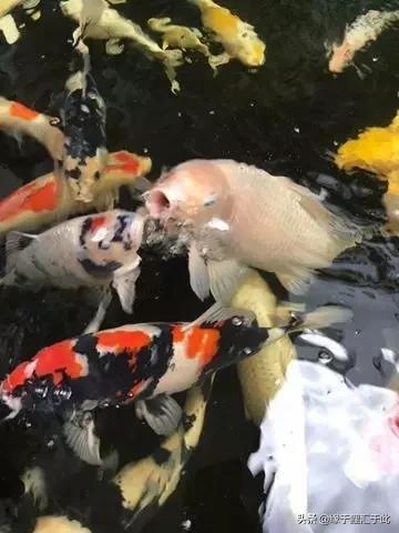 治疗锦鲤鱼病鱼药大全,锦鲤疑难杂症的治疗