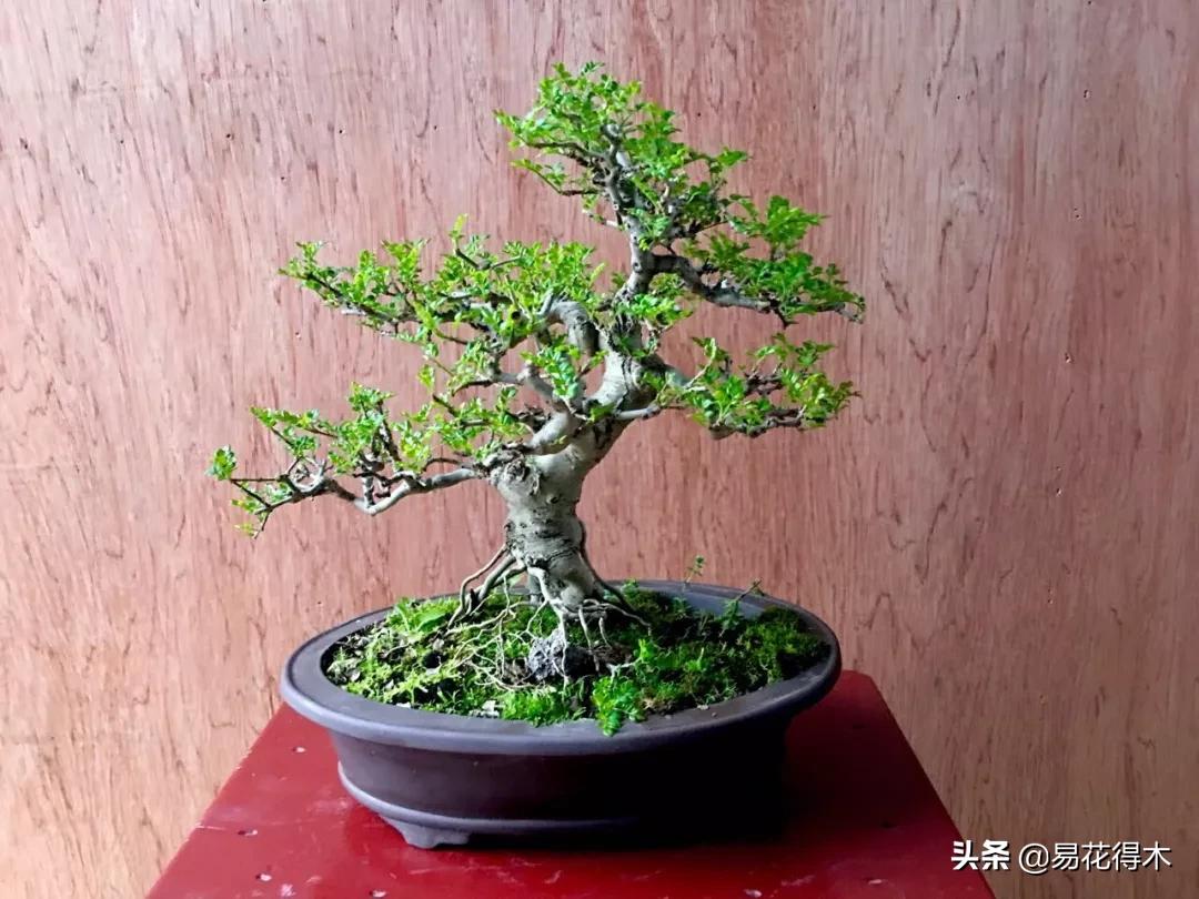 盆景制作技法与鉴赏教案,盆景制作与欣赏文章