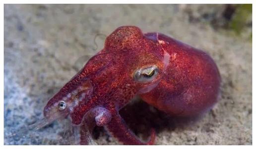 奇特的动物组合玩偶,塑料仿真动物模型小摆件套装