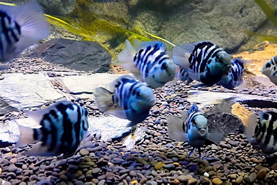 鹦鹉鱼的饲养条件和要求是什么呢,鹦鹉鱼的饲养方法和技巧大全