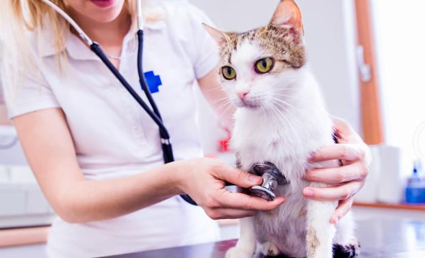 猫咪流鼻涕怎么回事？宠物医生：猫咪流鼻涕不能忽略的疾病因素