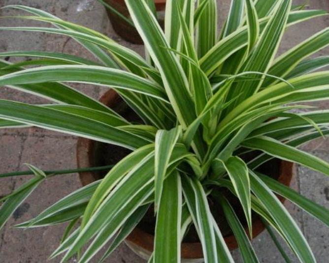 金边吊兰叶子稀,金边吊兰有股淡淡的清香味