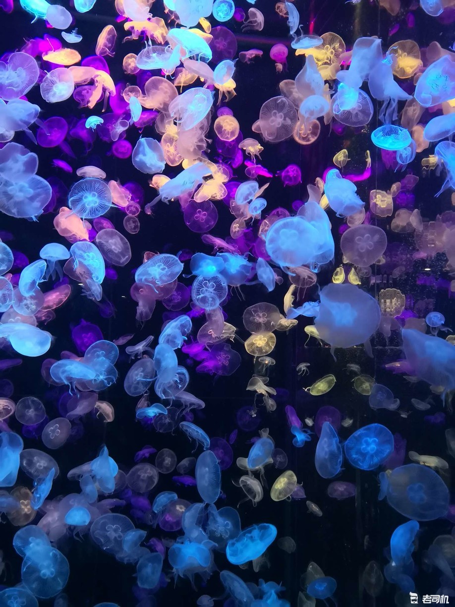 珠海长隆海洋王国攻略2天亲子游,珠海长隆海洋王国亲子游北极熊