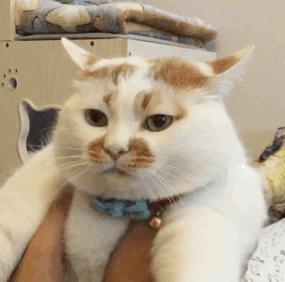 十堰高中报名时间表,十堰三大高中今年招生情况