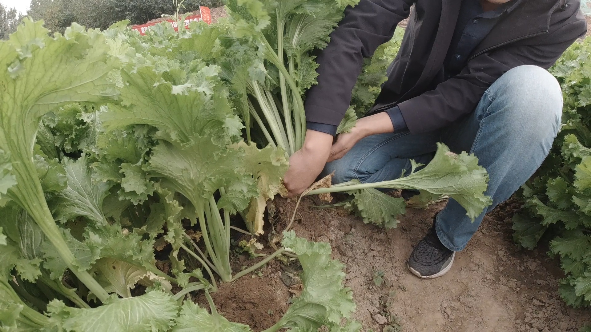 种植青菜需要加什么,种植青菜需要什么农药