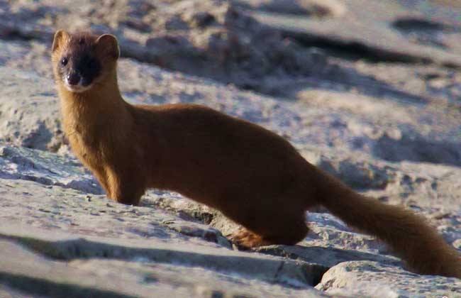 大白天遇到黄鼠狼有什么说法,看见黄鼠狼会有什么事发生