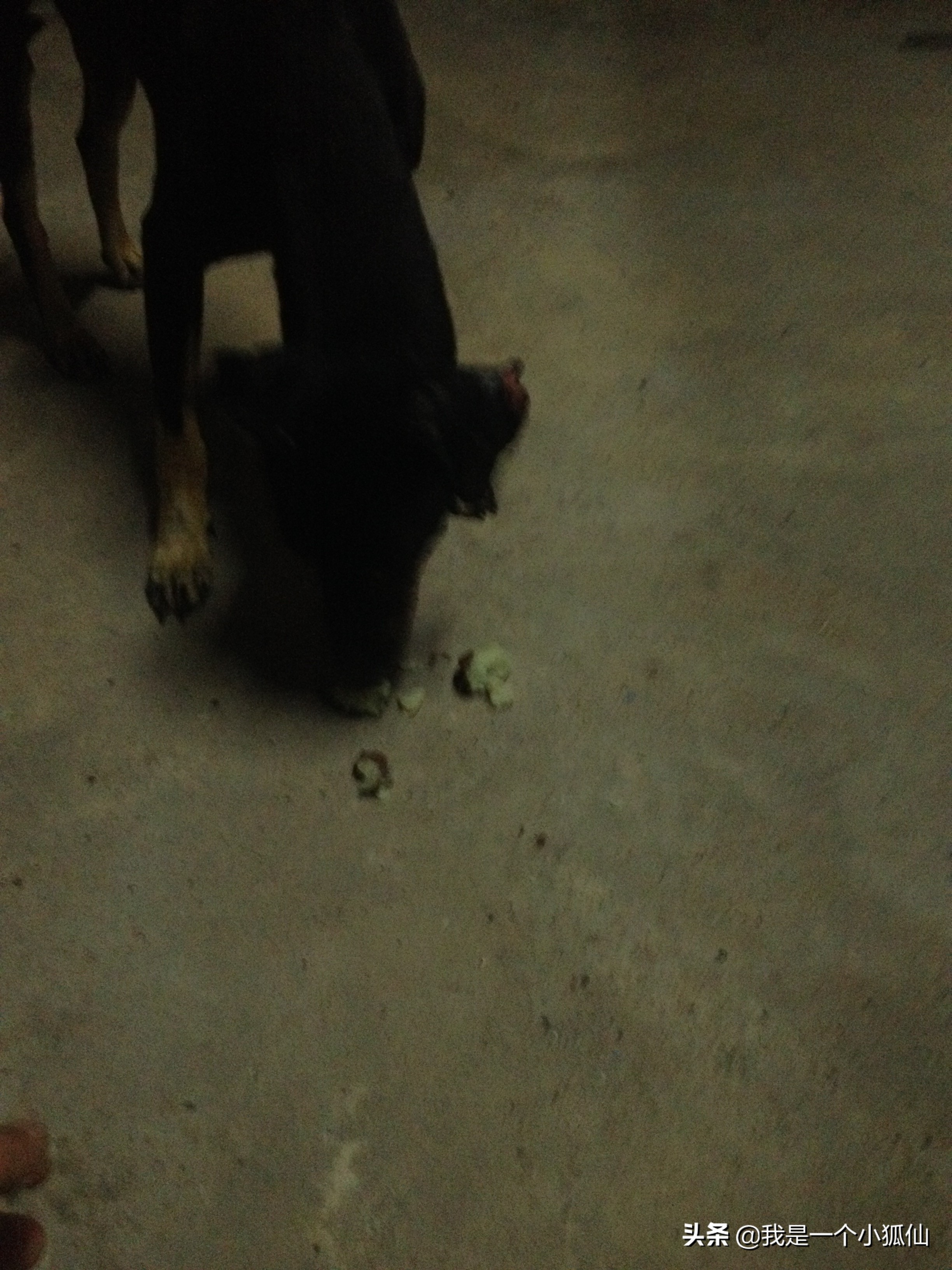 在安哥拉买了几块黑人种的山药,不好吃,我吃一半给狗吃了一半