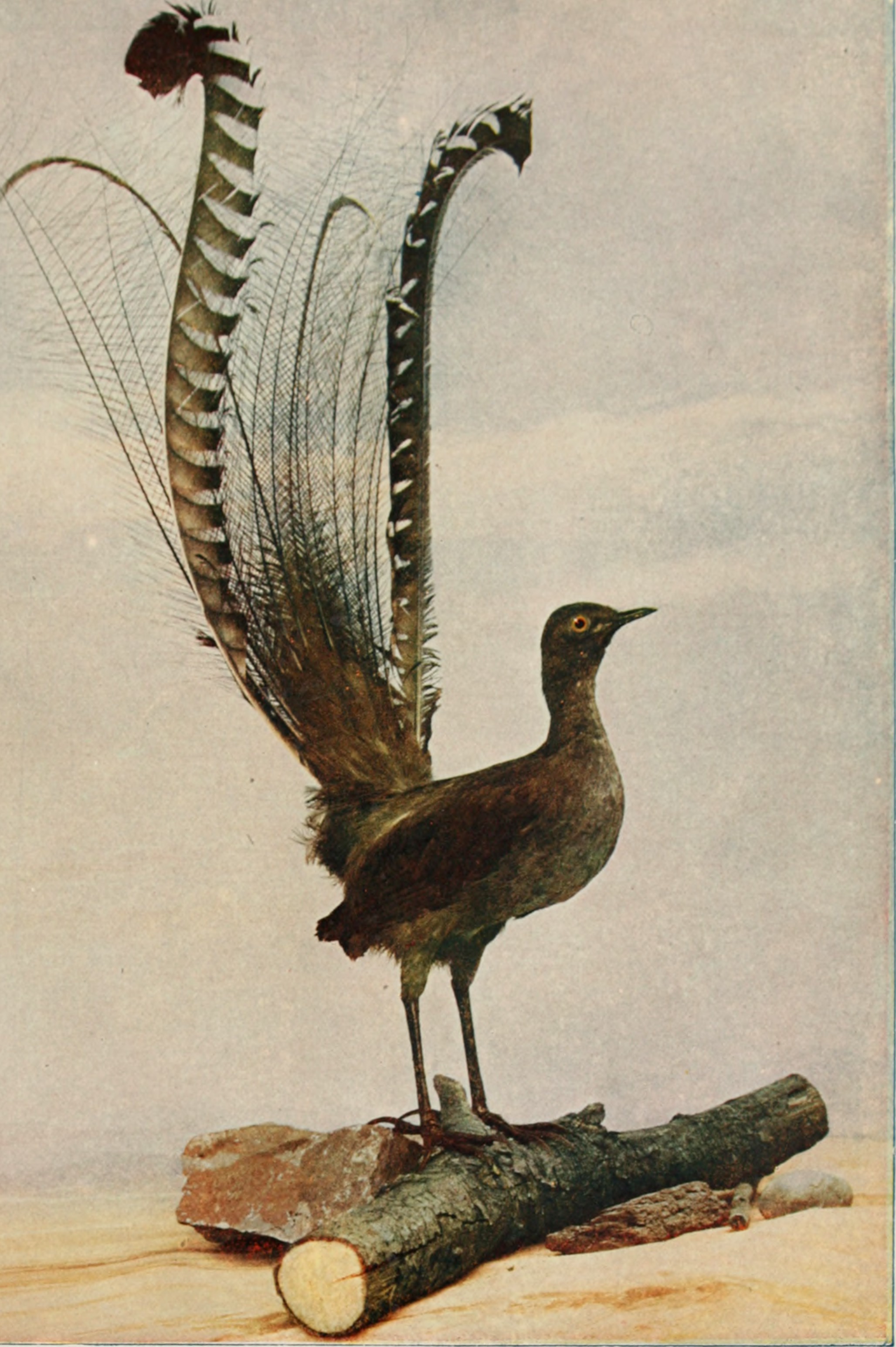 琴鸟模仿鬼叫吓跑人,《琴鸟》模仿其他物种的声音