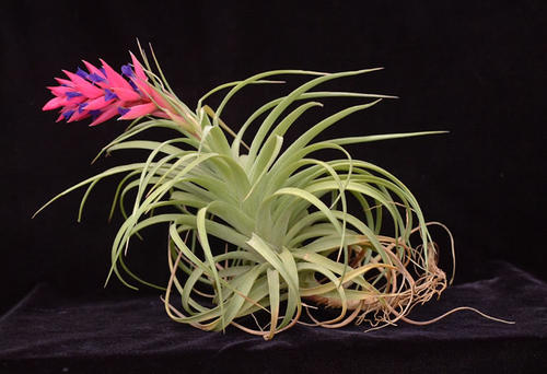 空气凤梨无土懒人植物桌面盆栽,好养懒人绿植推荐一下盆栽