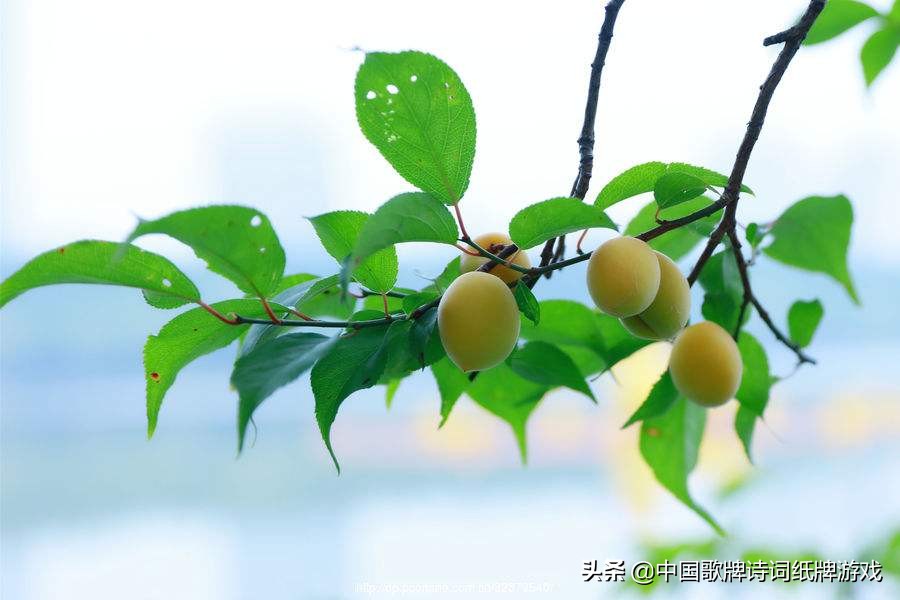 40句必背诗经经典,十首诗经名篇惊艳了三千年的时光