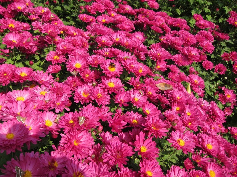 不出郑州旅游攻略,郑州五一游玩公园推荐