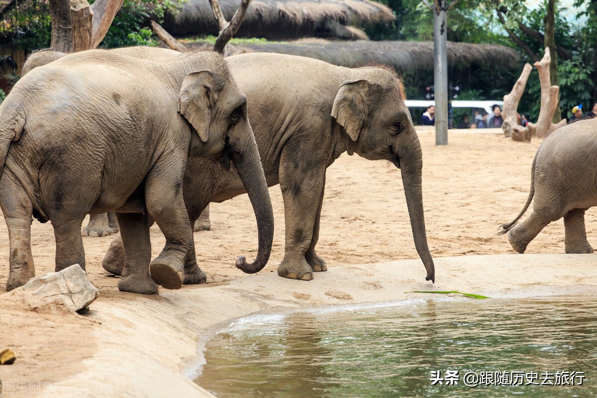广州长隆动物园大熊猫门票多少钱,广州长隆水动物世界看大熊猫攻略