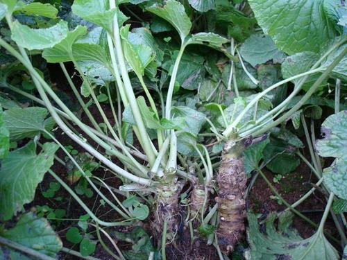 芥末菜种植时间和方法,野生芥末菜种植