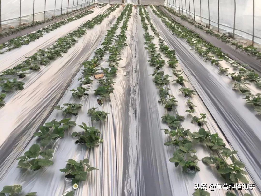 草莓补光需要哪种光,草莓需不需要充分的阳光