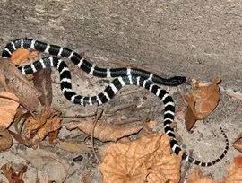 南方九大毒蛇是哪九种,岳阳十大毒蛇