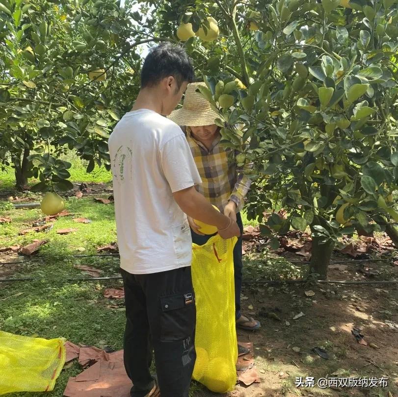 璇辨儜闅炬尅,鍕愪粦鏌氬瓙鍙堝ぇ鍙堢敎