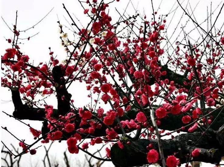 这些梅花真是美不胜收,所有梅花类型