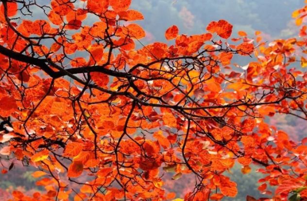 停车坐爱枫林晚霜叶红于二月花,西安秋季开车看红叶最好去处