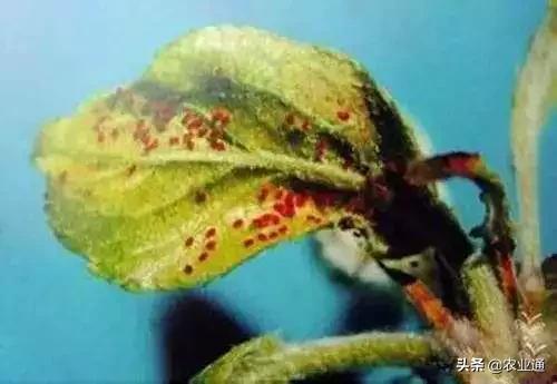 家庭防治虫害的最佳方法,病虫害防治小妙招