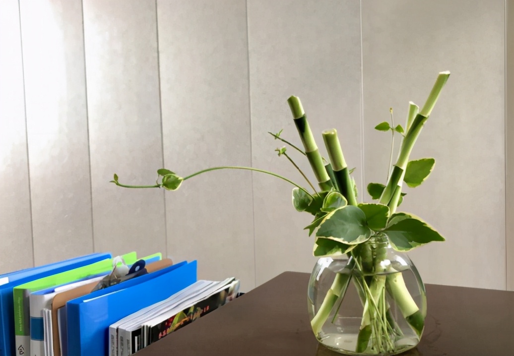 水培富贵竹根部不发芽怎么办,水培富贵竹没生根前怎么养