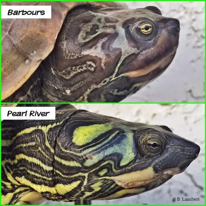 地图龟6-7厘米是成年龟吗,地图龟12cm成年了么