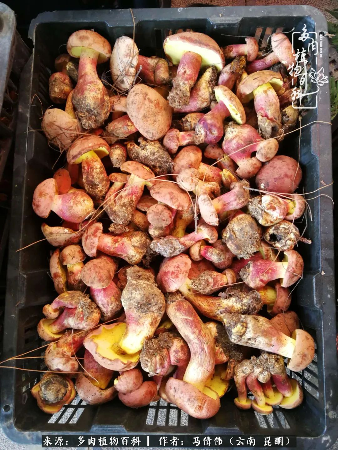 熬过了夏天的多肉,多肉熬过夏天惊艳整个秋天