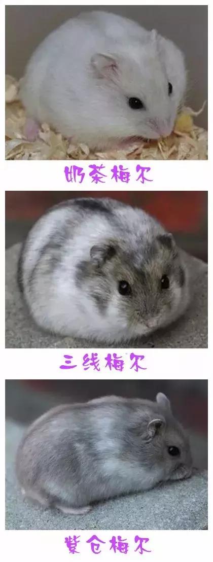 坎贝尔仓鼠和加卡利亚仓鼠,仓鼠生育的小仓鼠种类