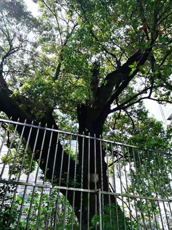 长沙南大十字路上的生活回忆与凄美传说