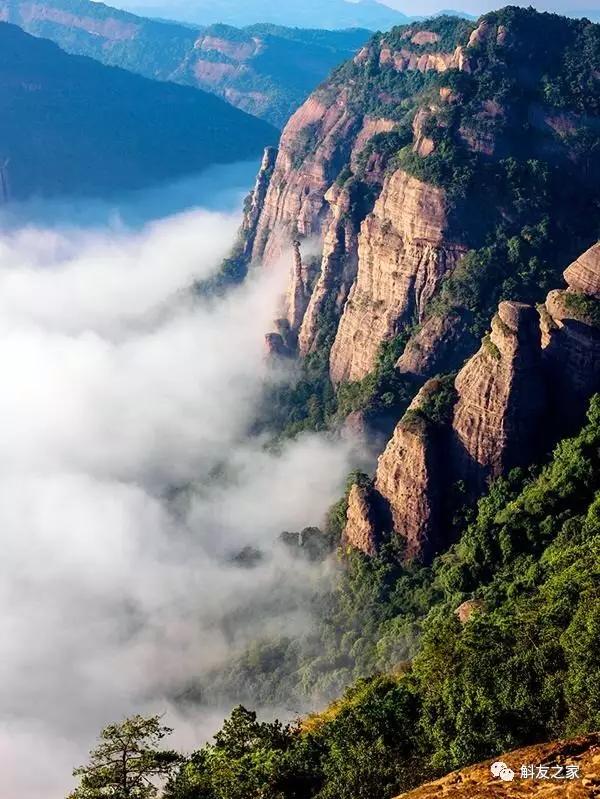 丹霞石斛图片及功效,广东的铁皮石斛是什么样子