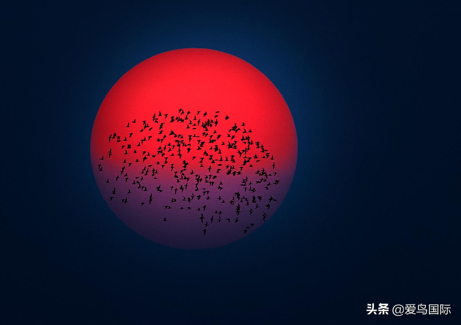 躁动的繁殖季节2021观鸟大年五月精华作品集