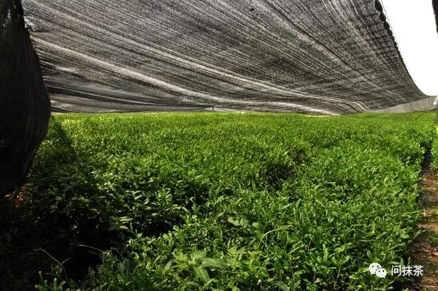 最高品质的抹茶,鑫品抹茶