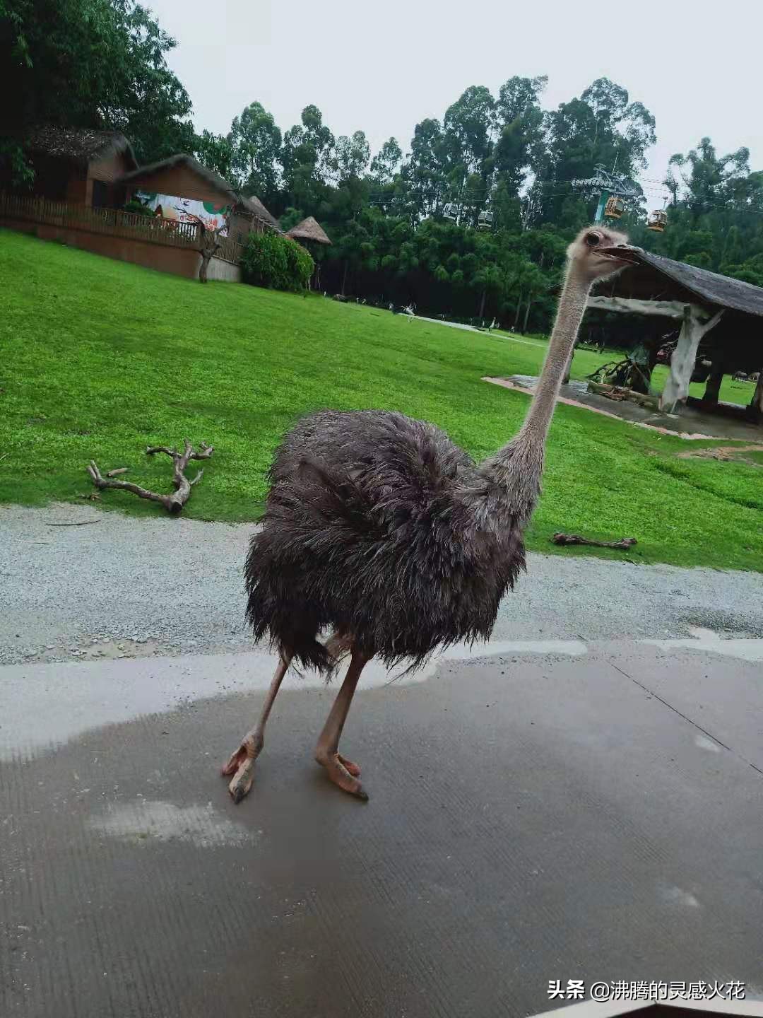 感受异国风情西双版纳,亲近长隆野生动物的一天