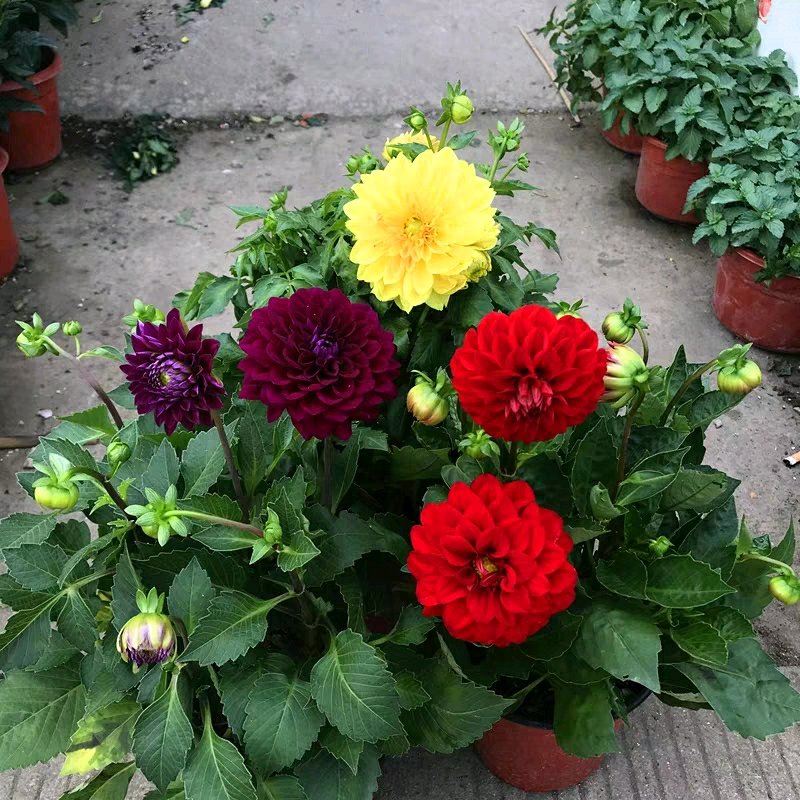 花盆中的羊粪异味闻到头晕，怎么去除呢？自制无臭味的养花肥料