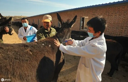 养殖猪怎么防治流感,养殖肉驴的十大忌讳