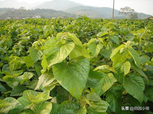 桑树黑枯病用什么防治,桑树烂头病的治疗方法