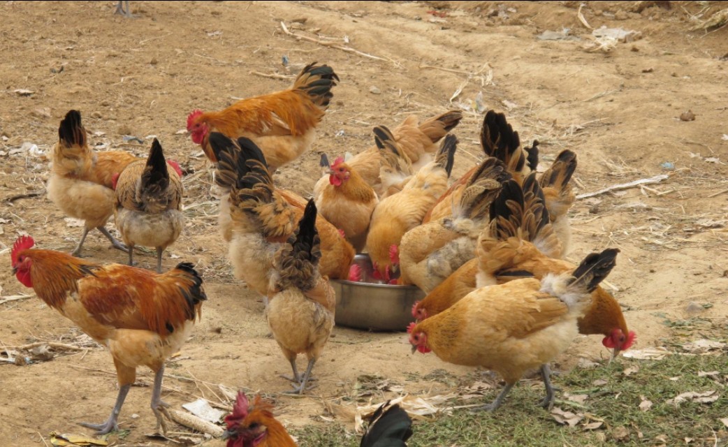 蛋鸡标准化安全生产关键技术,蛋鸡养殖安全管理制度