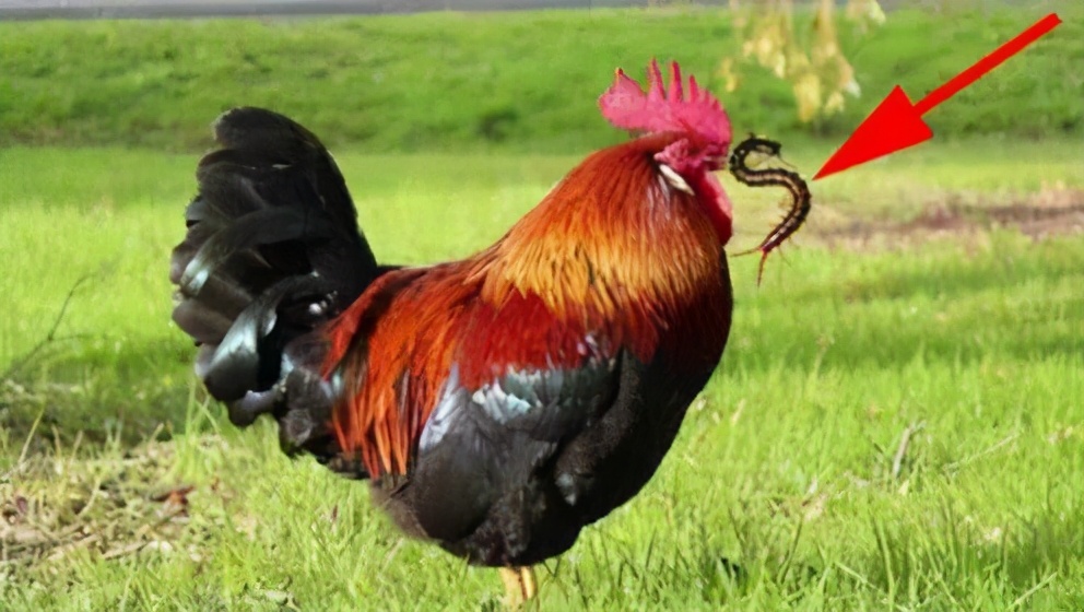 巨大的蜈蚣灭绝了么,地球上是否真的存在巨型蜈蚣