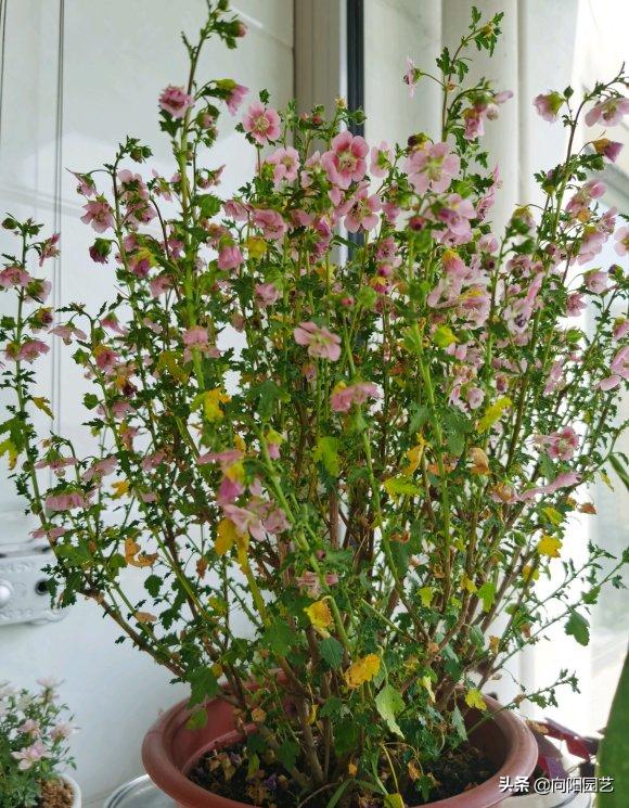 小木槿花施肥多了黄叶子怎么办,阳台绿植开花