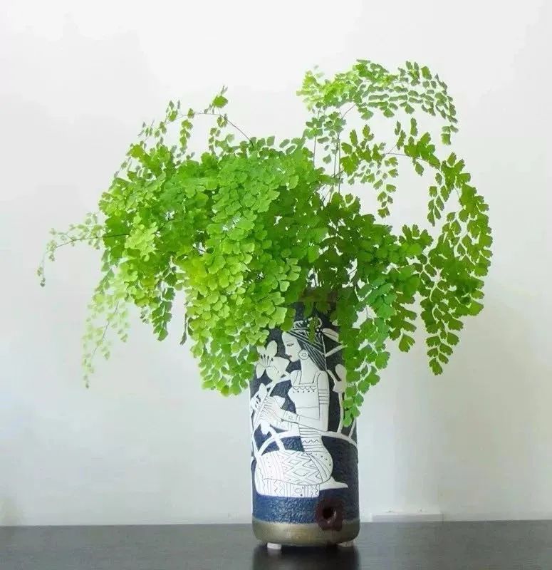 聪明人只爱这3种花卉视频,聪明人都在养的5种花香雪兰