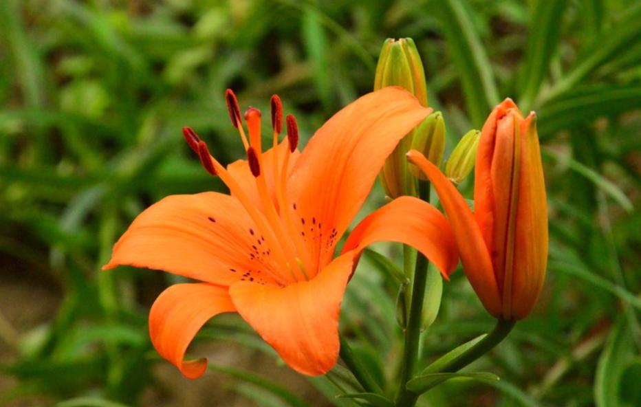 盆栽百合开花怎么能让花期延长,盆栽百合开花后怎么养经验分享