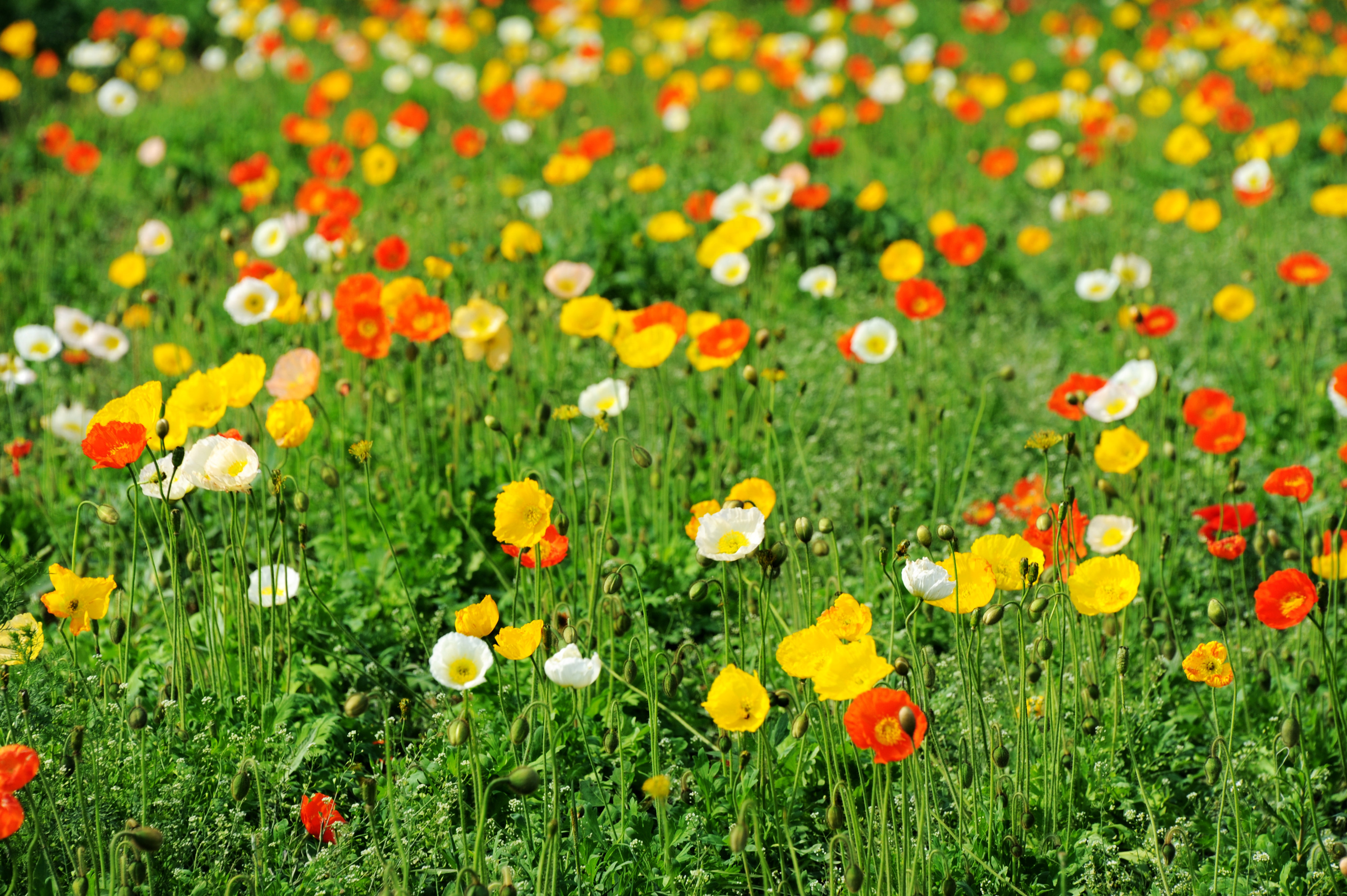 世界第一婚纱摄影基地,婚纱摄影基地景点