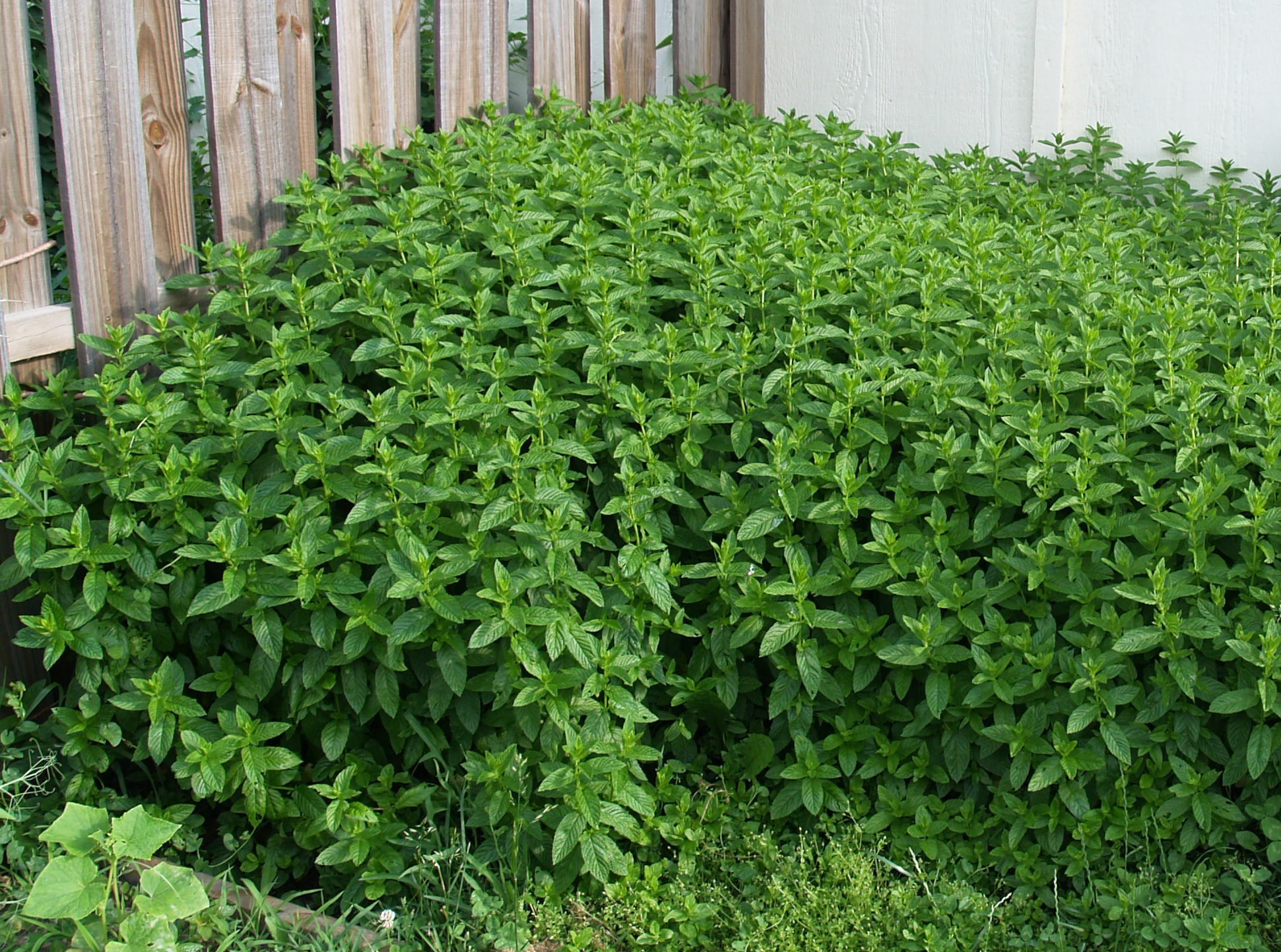 绿山墙的安妮书中的戴安娜,绿山墙的安妮和戴安娜结局