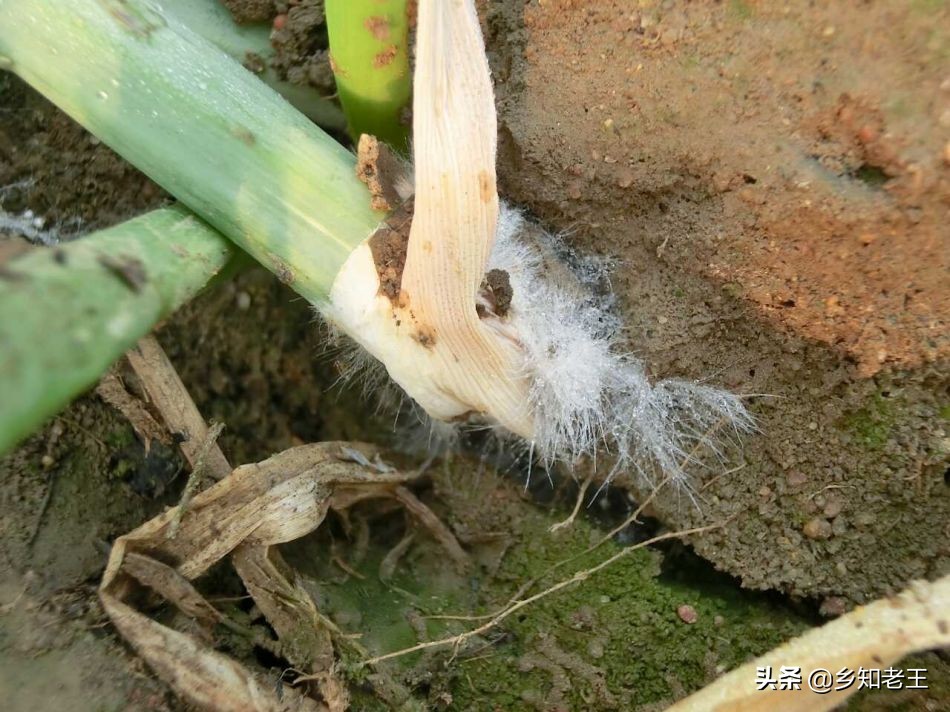白绢病暴发期花生,花生地里白绢病用什么药最有效果