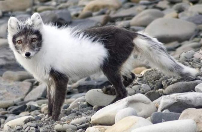 跳水你见过，跳雪你见过吗？北极狐头也太铁