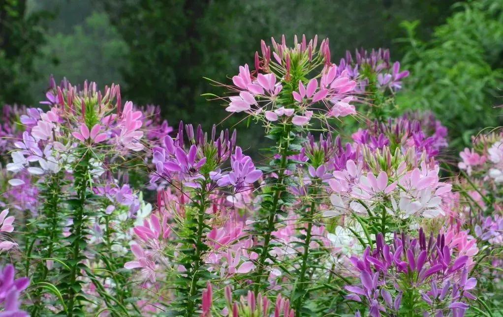 蓝紫色花系植物,蓝紫色系花境植物